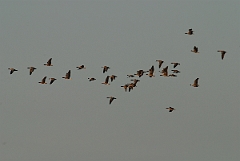 David Plant Photography - Wildlife Photographer - Pink-footed geese flock - A